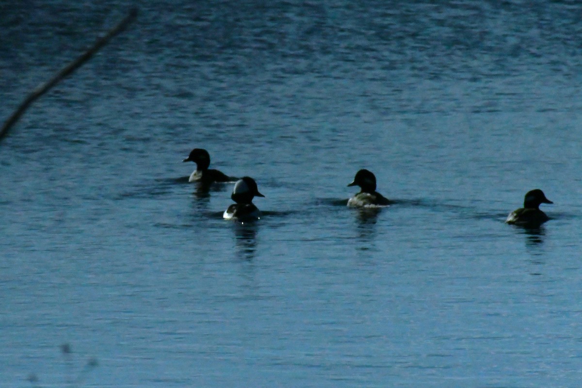 Bufflehead - ML646694780