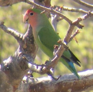 Rosy-faced Lovebird - ML646694784