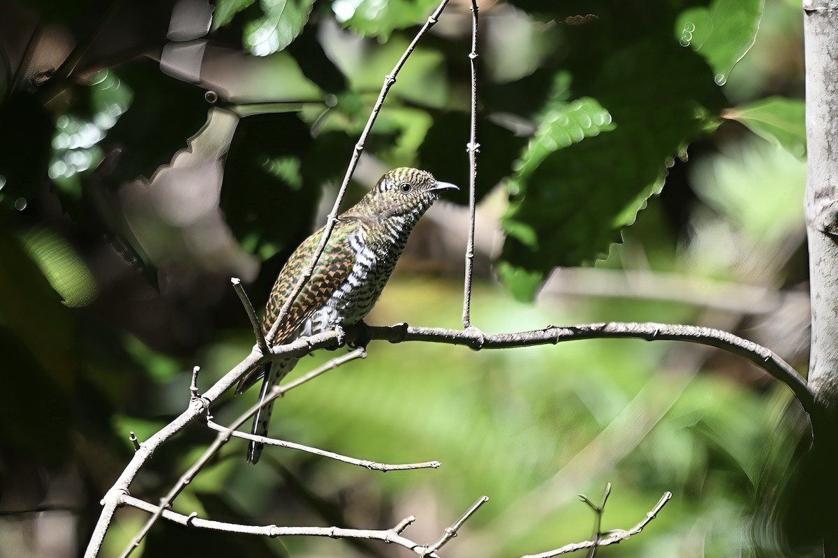 Klaas's Cuckoo - ML646694789