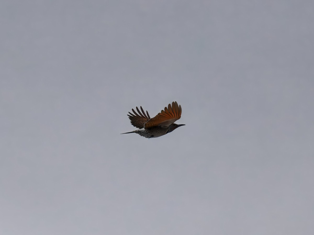 Northern Flicker - ML646694793