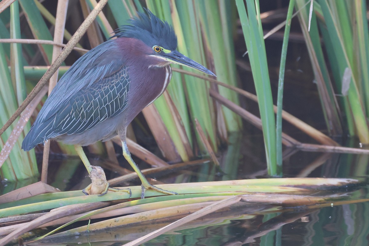 アメリカササゴイ - ML646694794