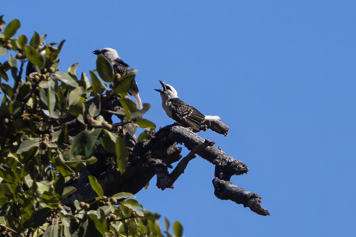 White-headed Barbet - ML646694795