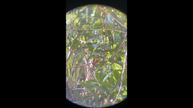 leskovec neotropický - ML646694797