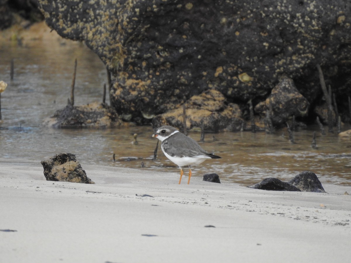Semipalmated Plover - ML646694798