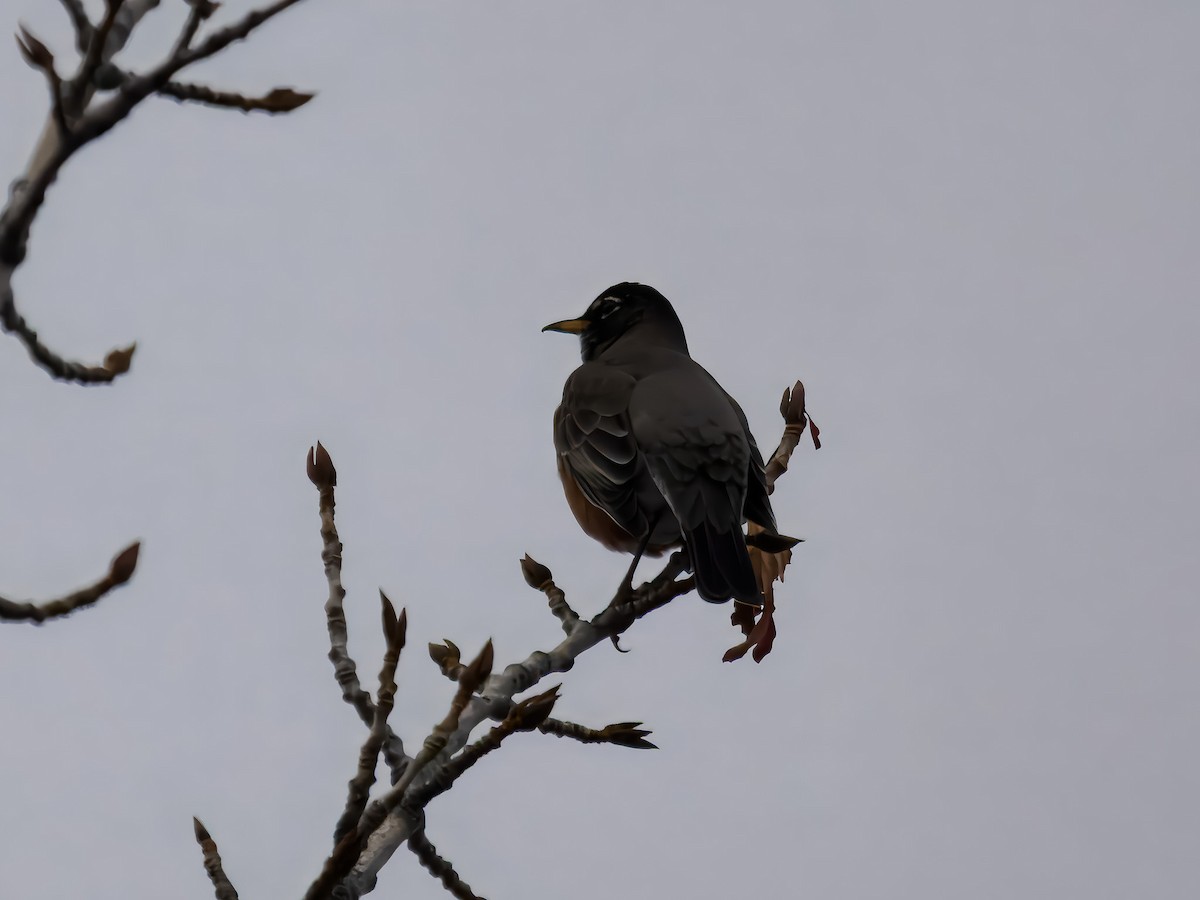 American Robin - ML646694799