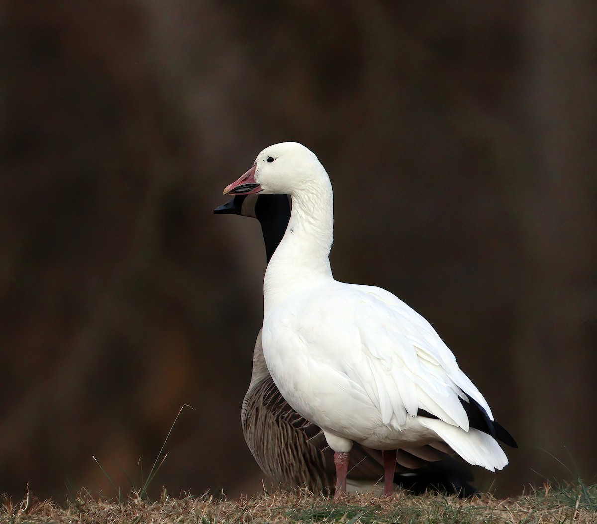 Snow Goose - ML646694806