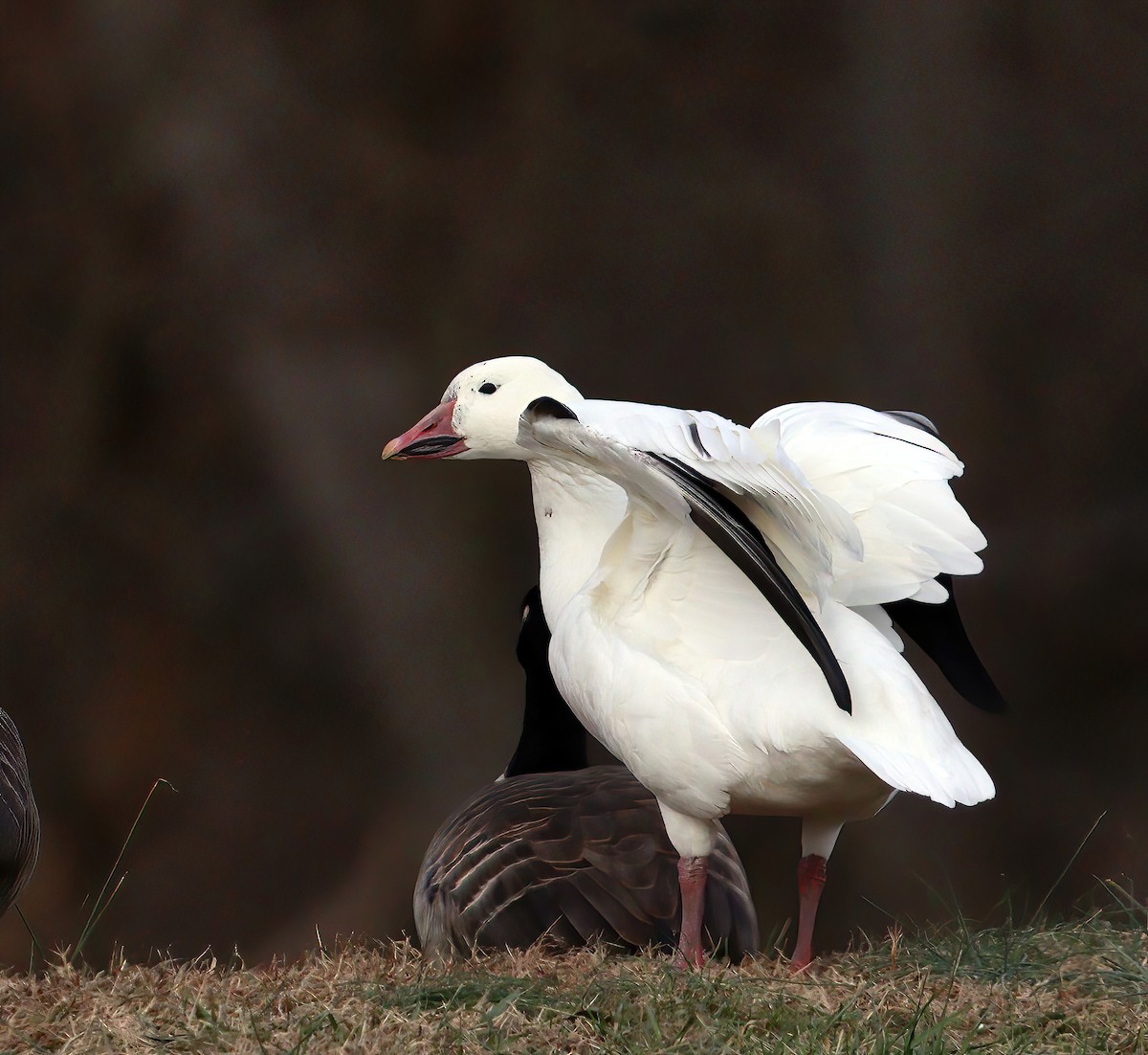 Snow Goose - ML646694807