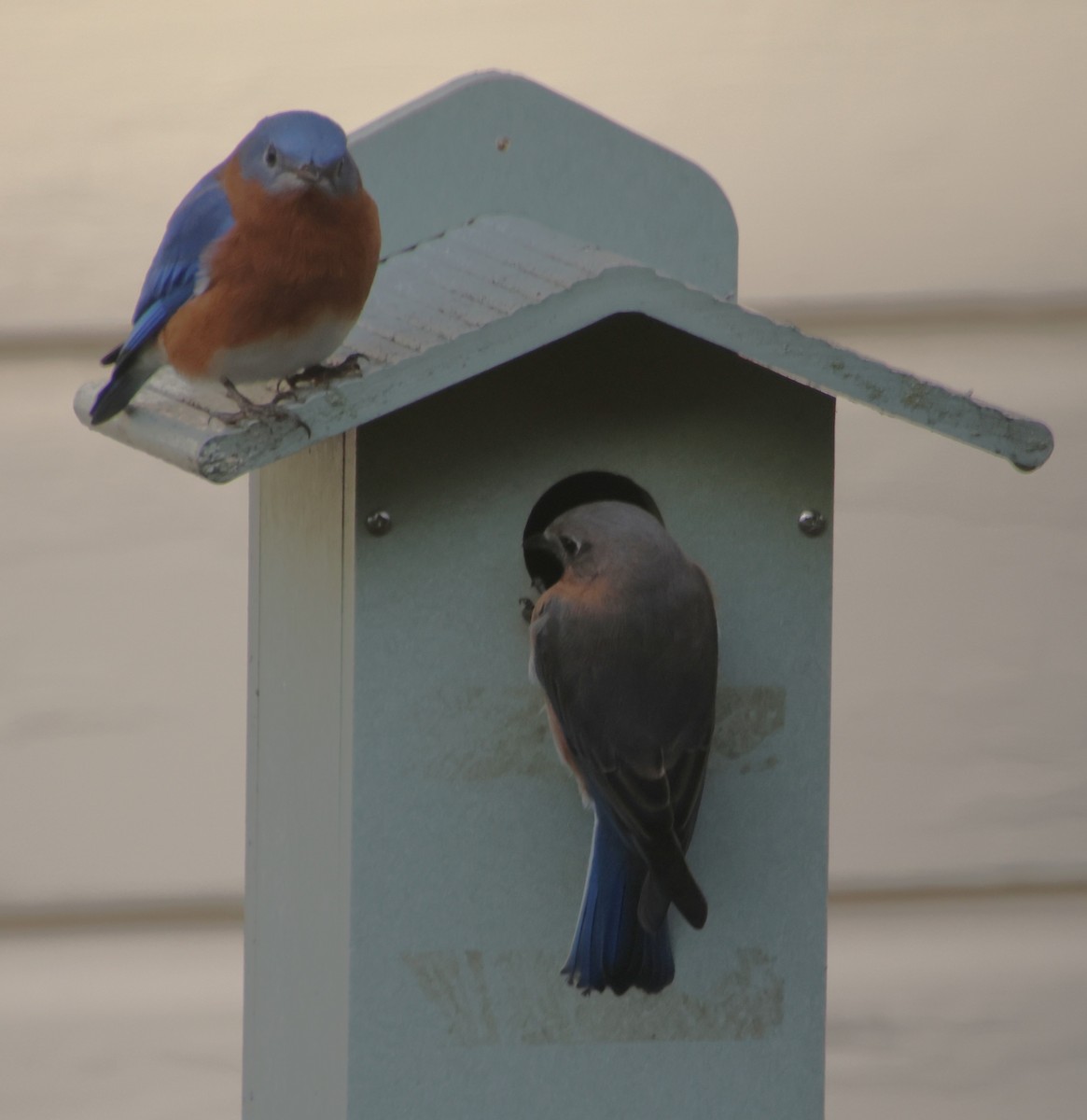 Eastern Bluebird - ML646694808