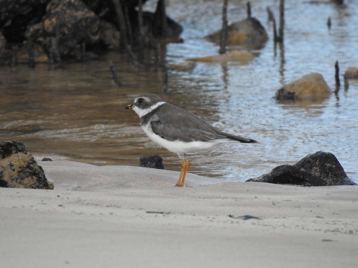 Semipalmated Plover - ML646694809