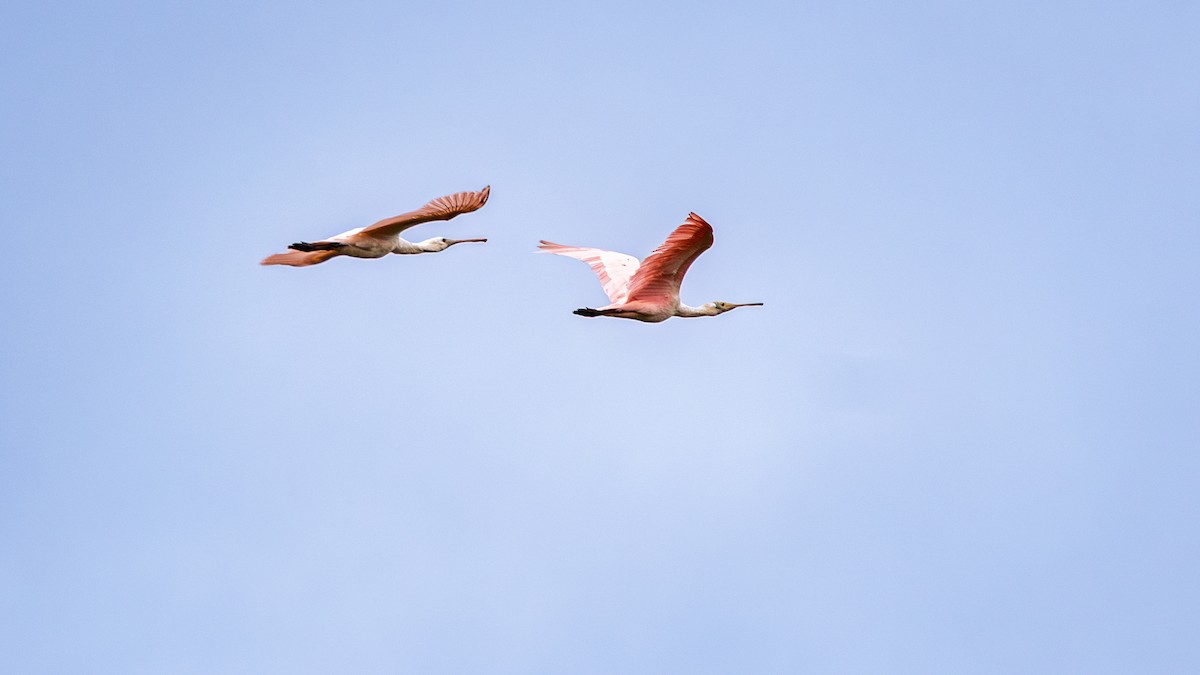 Roseate Spoonbill - ML646694811