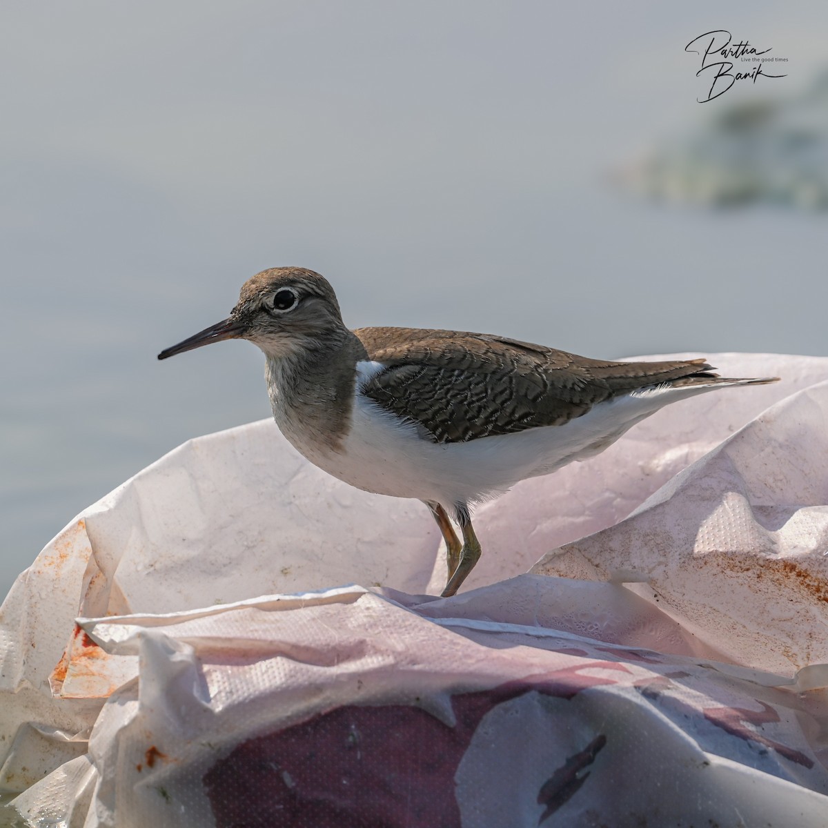 Piro piro piccolo - ML646694813