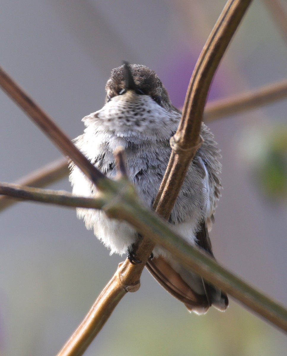 kalypta černobradá - ML646694814