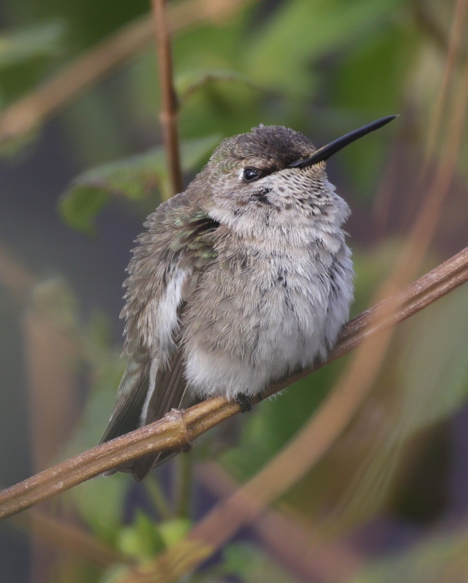 kalypta černobradá - ML646694815