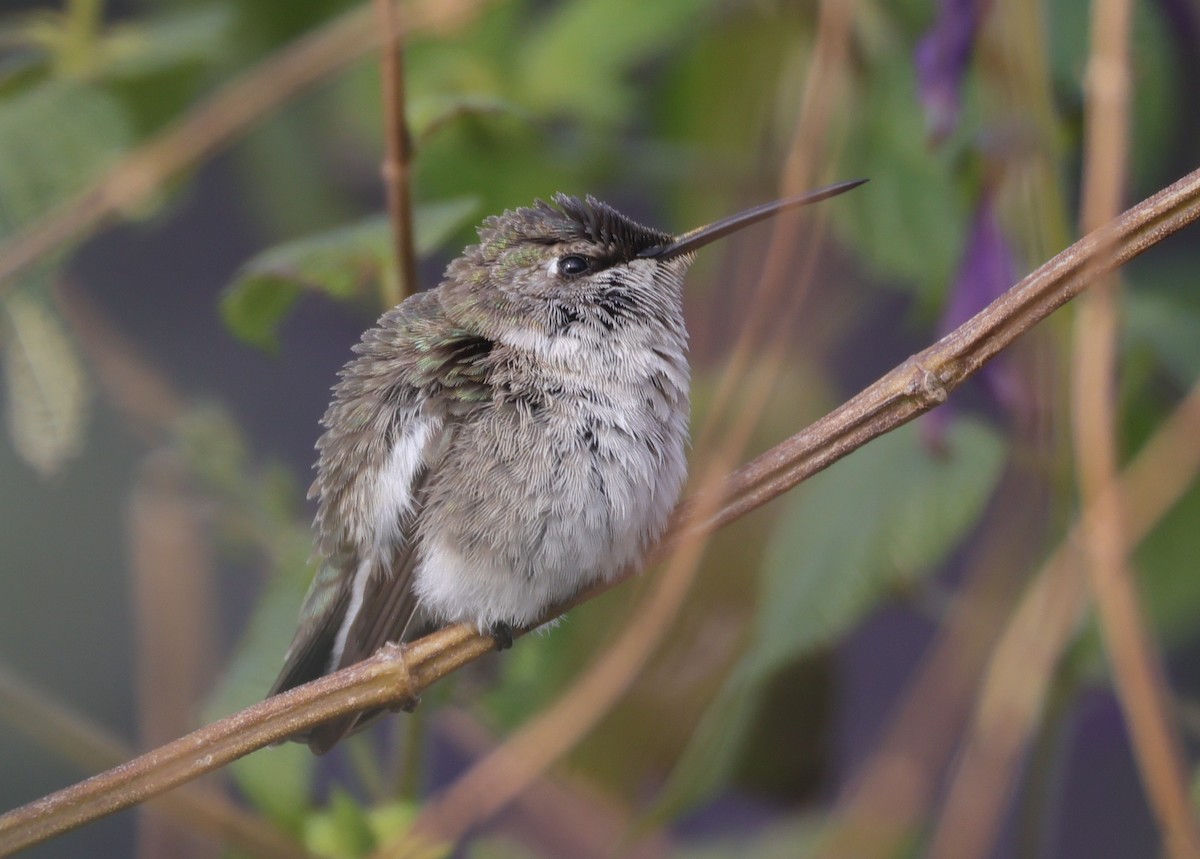 kalypta černobradá - ML646694816