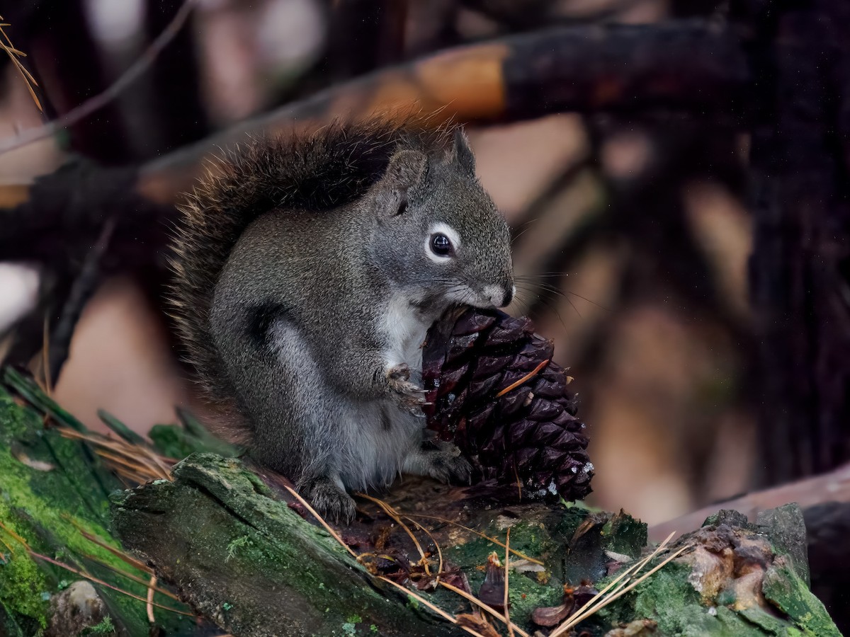 北美紅松鼠 - ML646694817