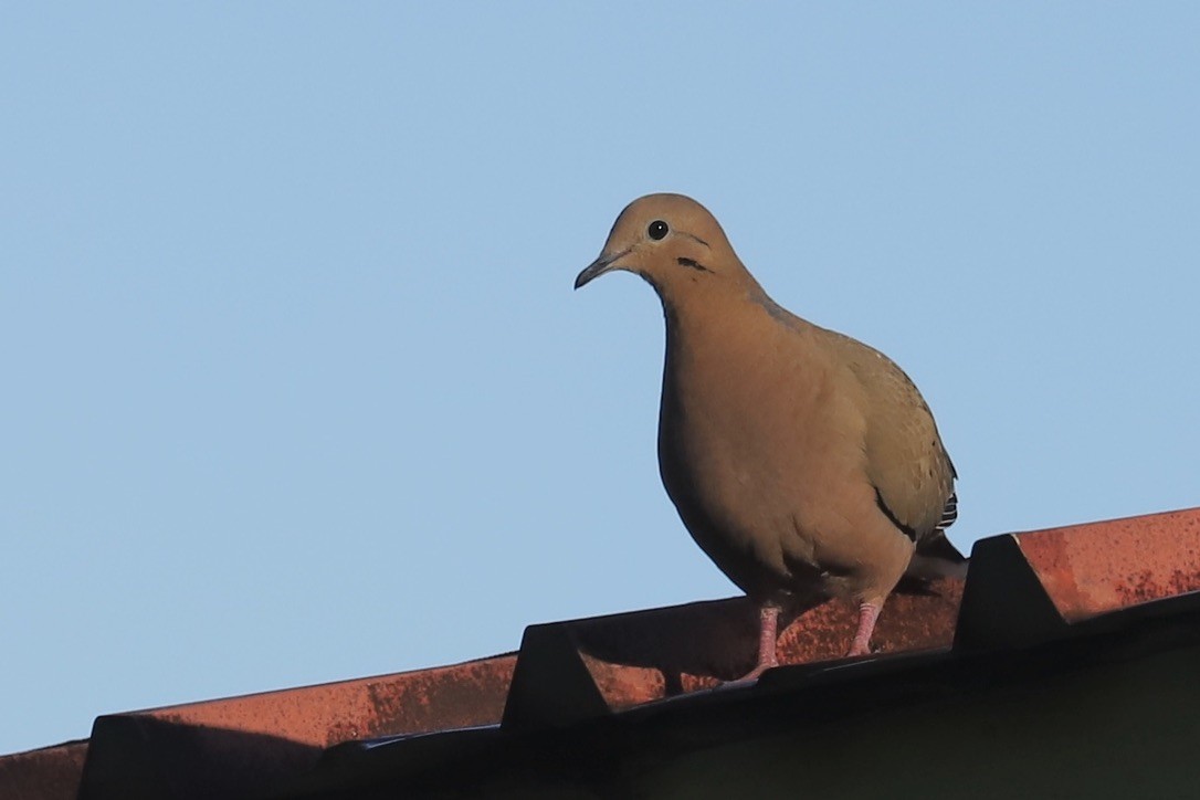 Zenaida Dove - ML646694818