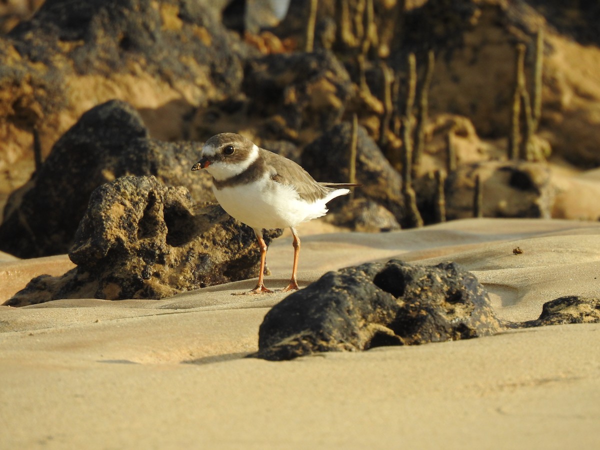 Semipalmated Plover - ML646694822