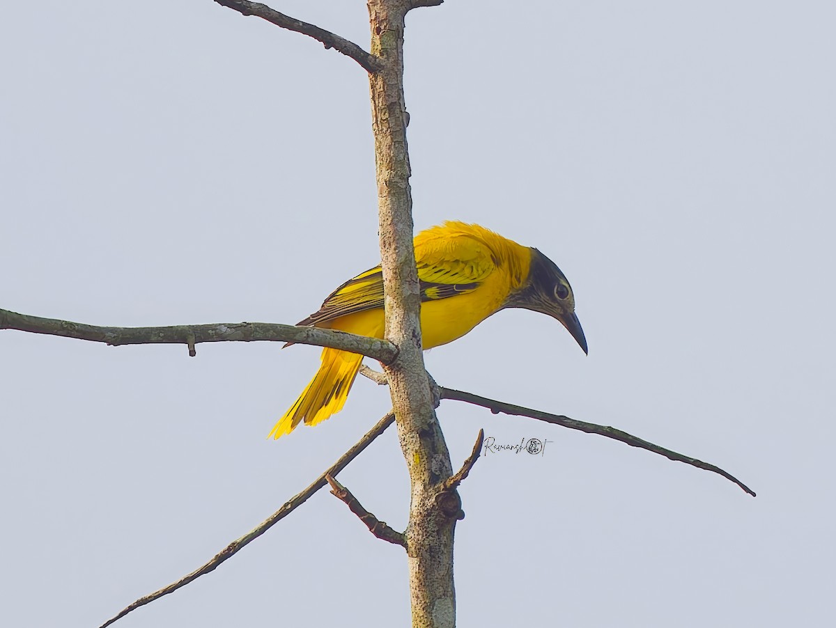 ズグロコウライウグイス - ML646694823