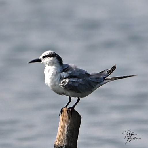 Mignattino piombato - ML646694824