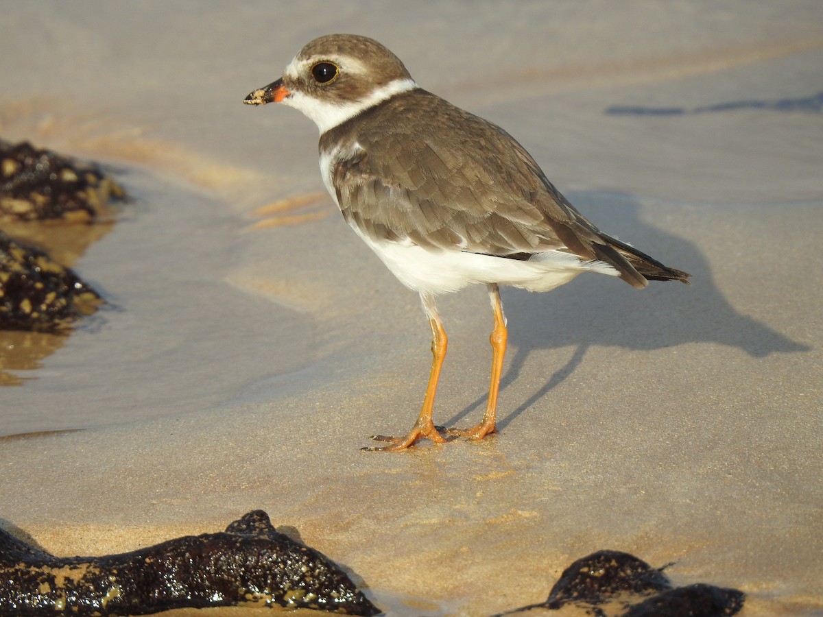 Semipalmated Plover - ML646694839