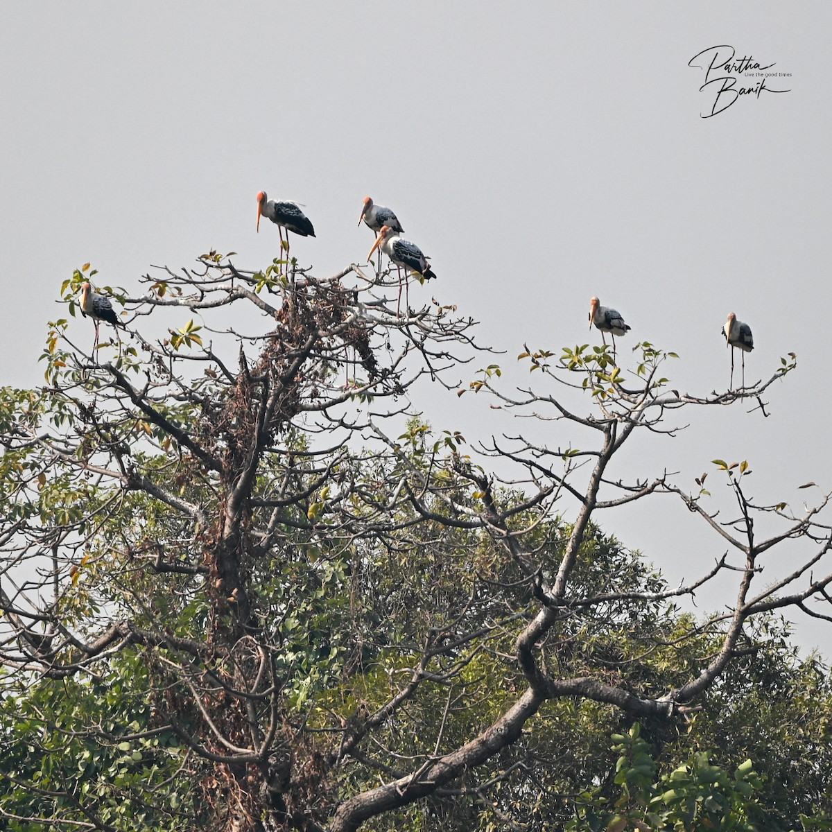 Painted Stork - ML646694845