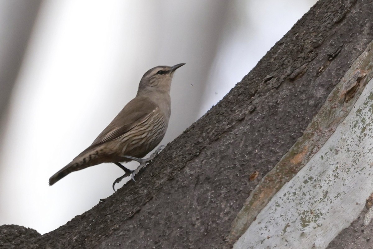 Échelet brun - ML646694859