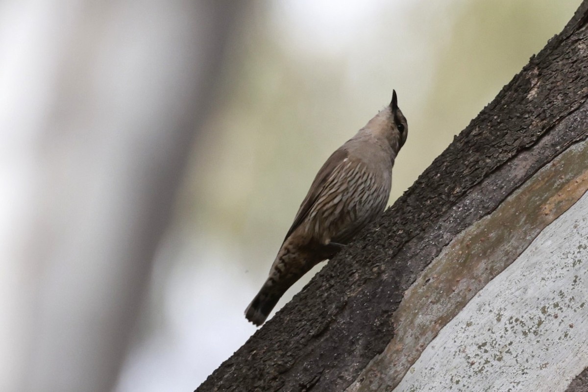 Échelet brun - ML646694860