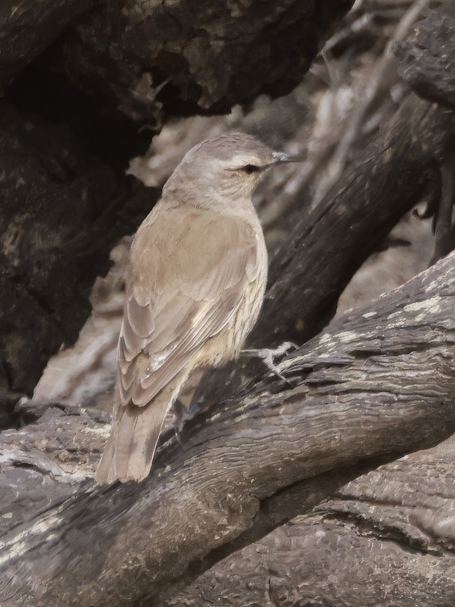 Échelet brun - ML646694861