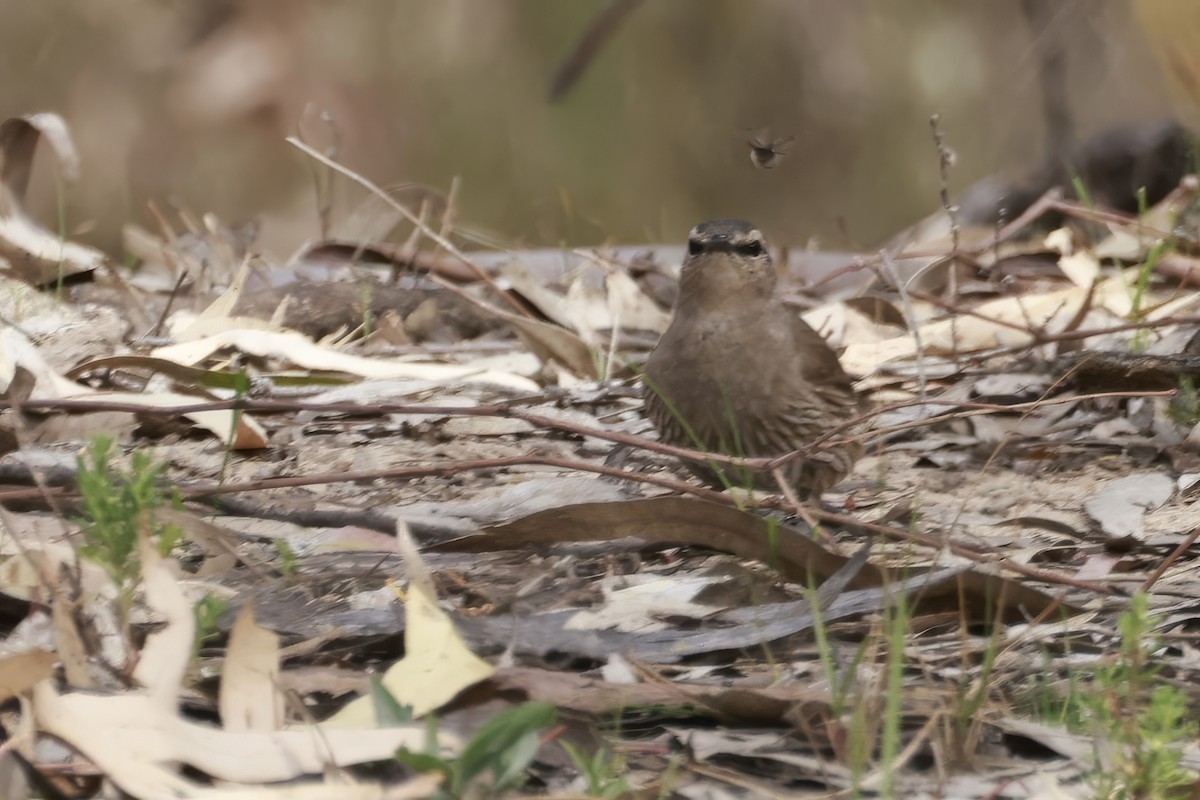 Échelet brun - ML646694862