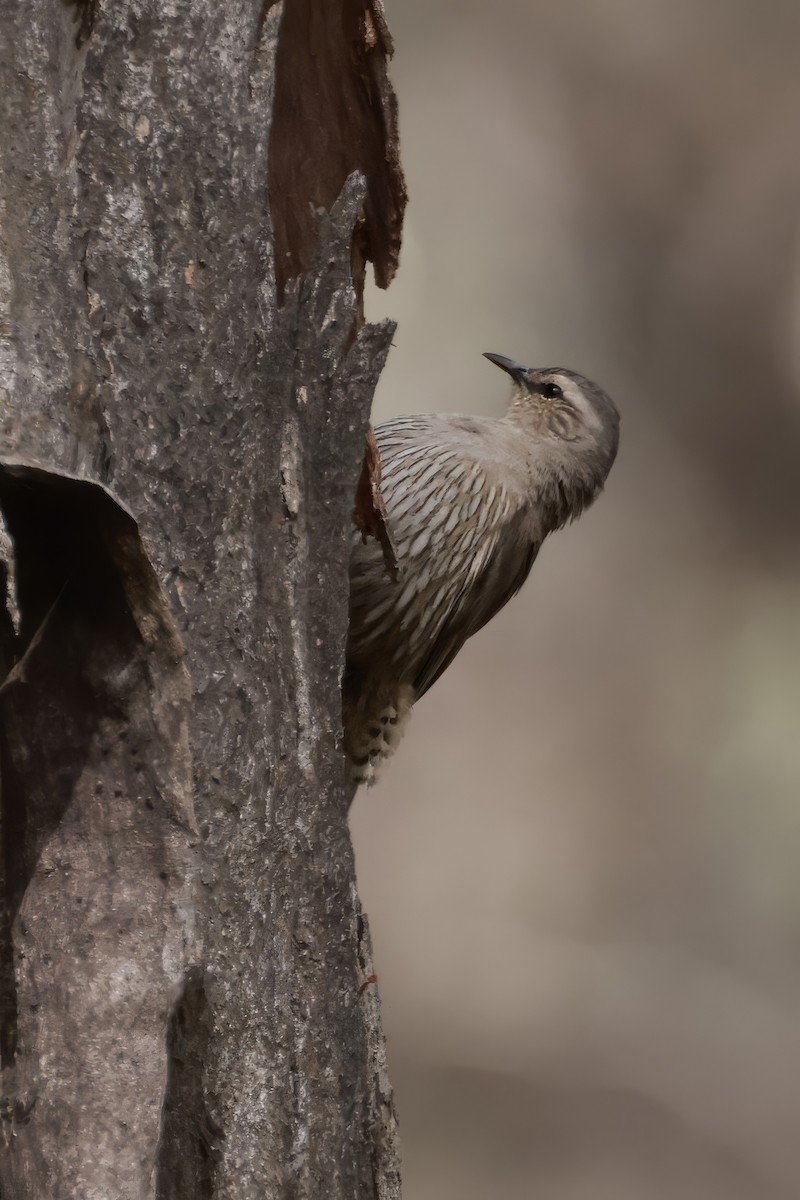 Échelet brun - ML646694864