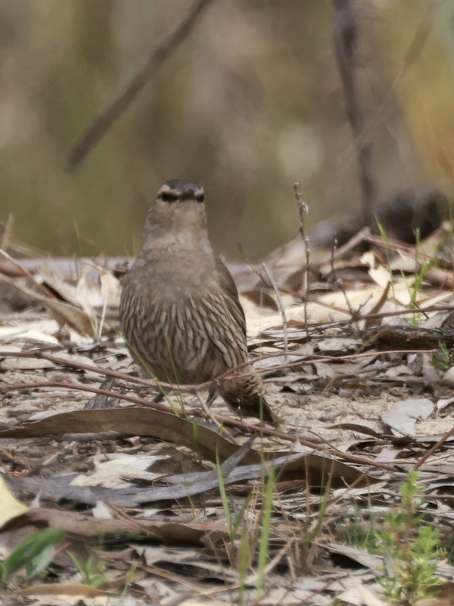 Échelet brun - ML646694865