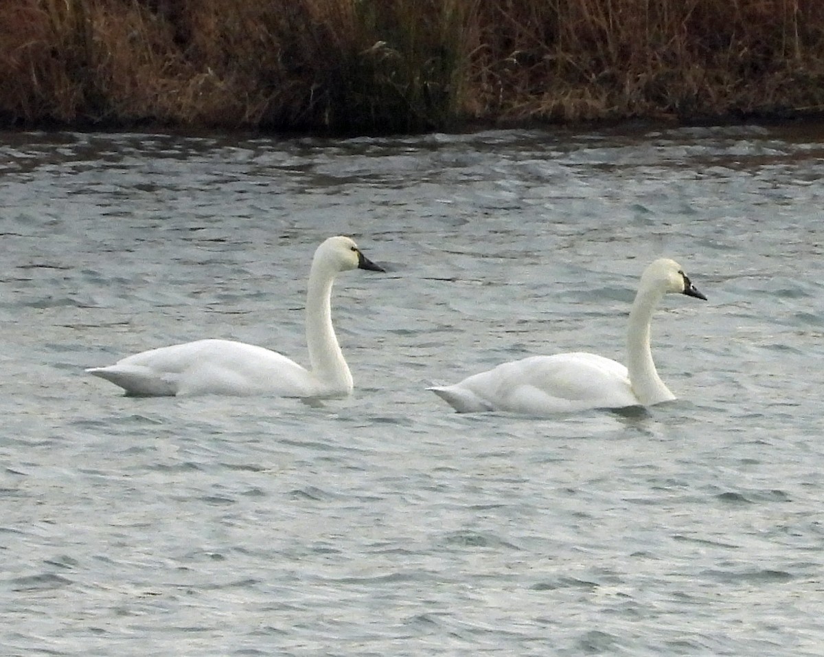 Tundra Swan (Whistling) - ML646694866