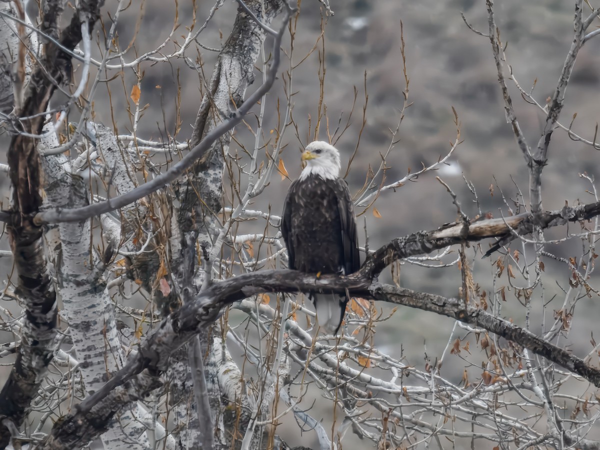 Bald Eagle - ML646694870