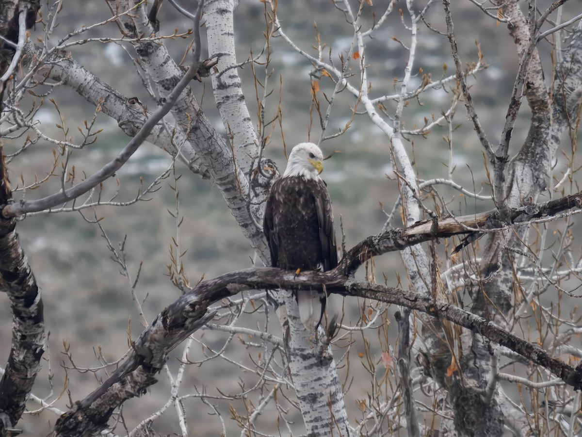 Bald Eagle - ML646694871