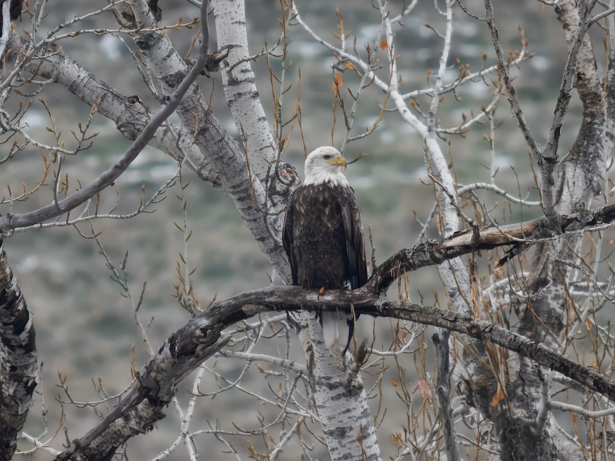 Bald Eagle - ML646694872
