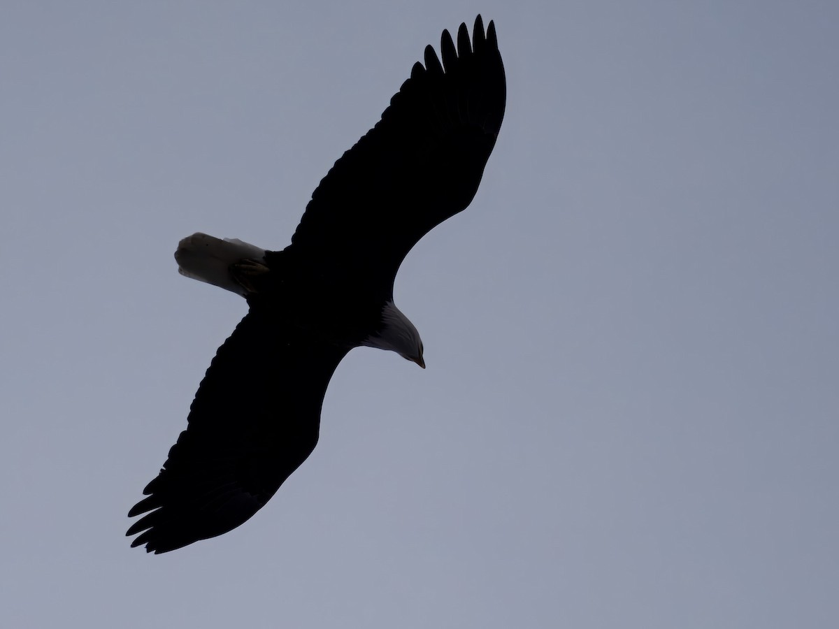 Bald Eagle - ML646694873