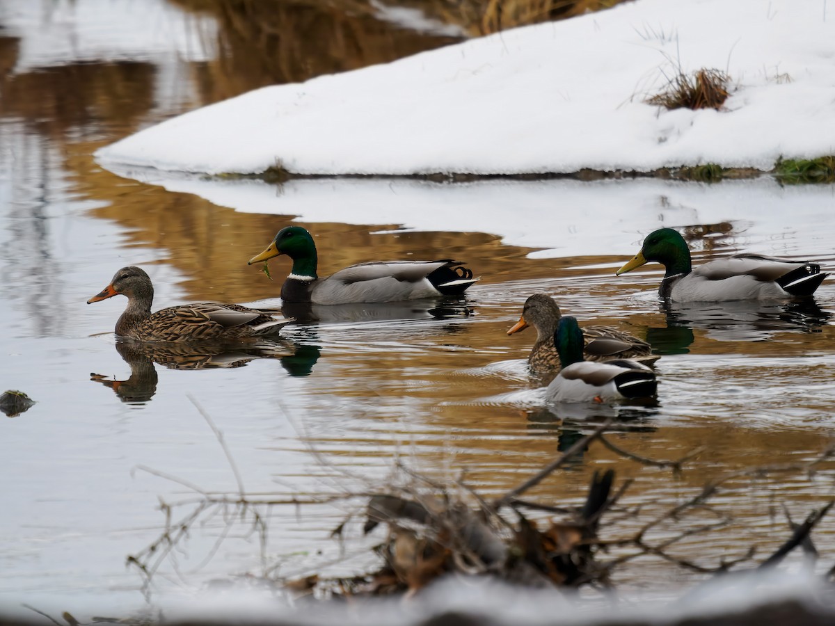 綠頭鴨 - ML646694875