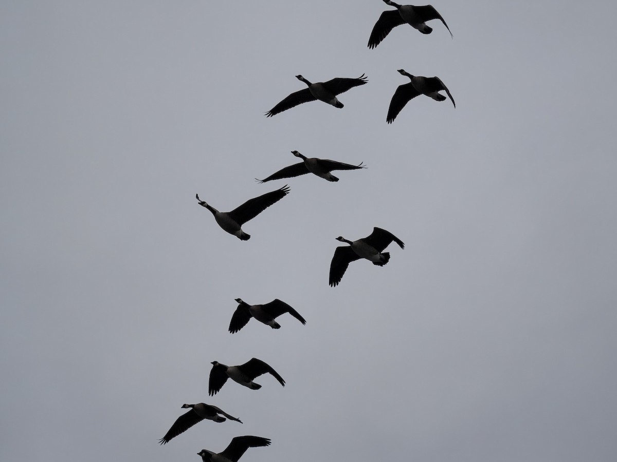 Canada Goose - ML646694876