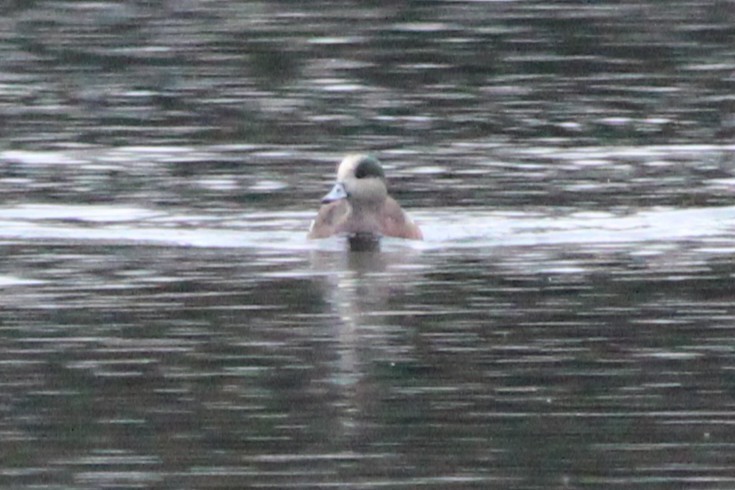 Fischione americano - ML646694878