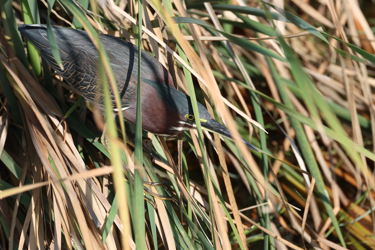 アメリカササゴイ - ML646694882