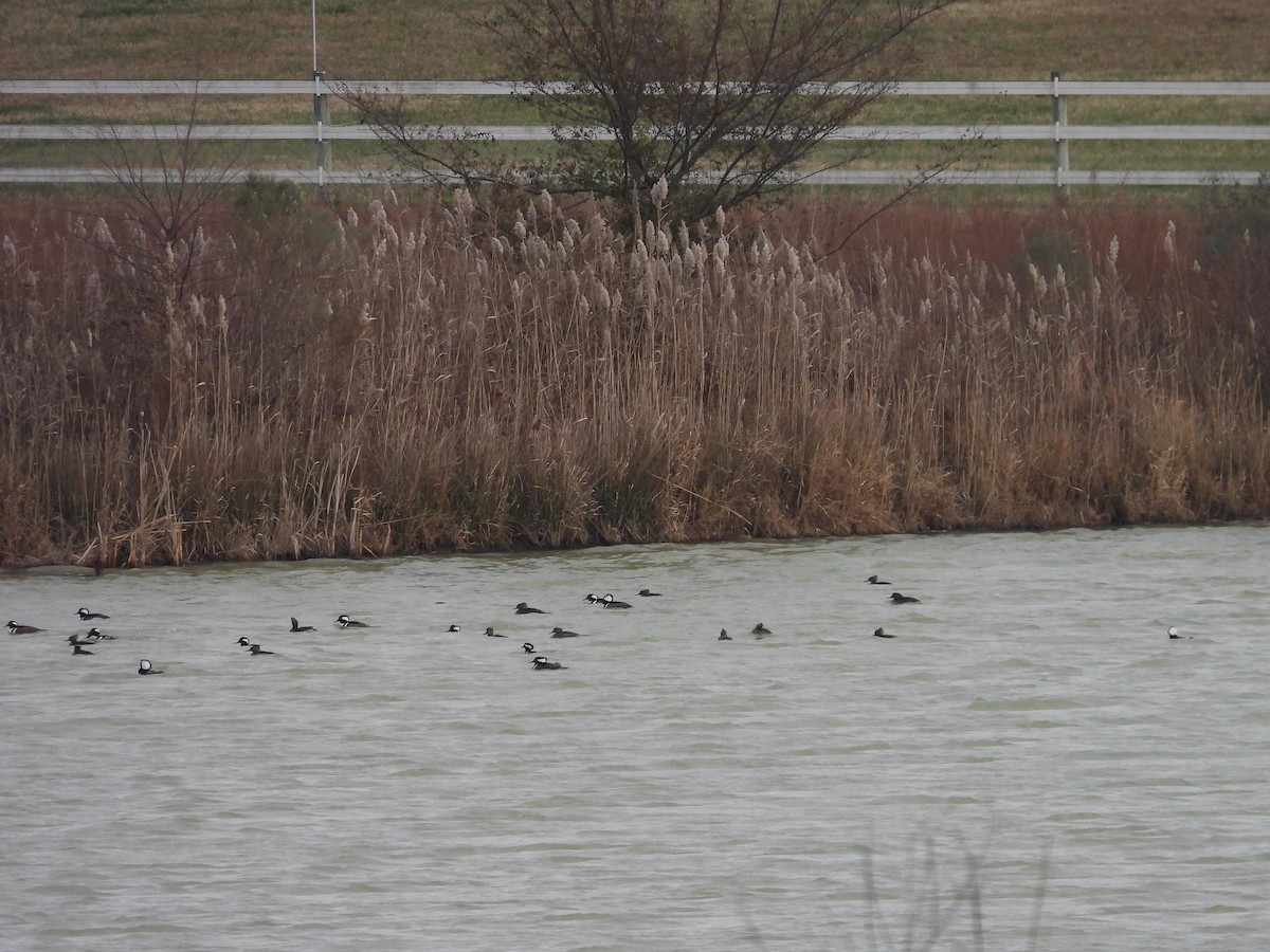 Hooded Merganser - ML646694884