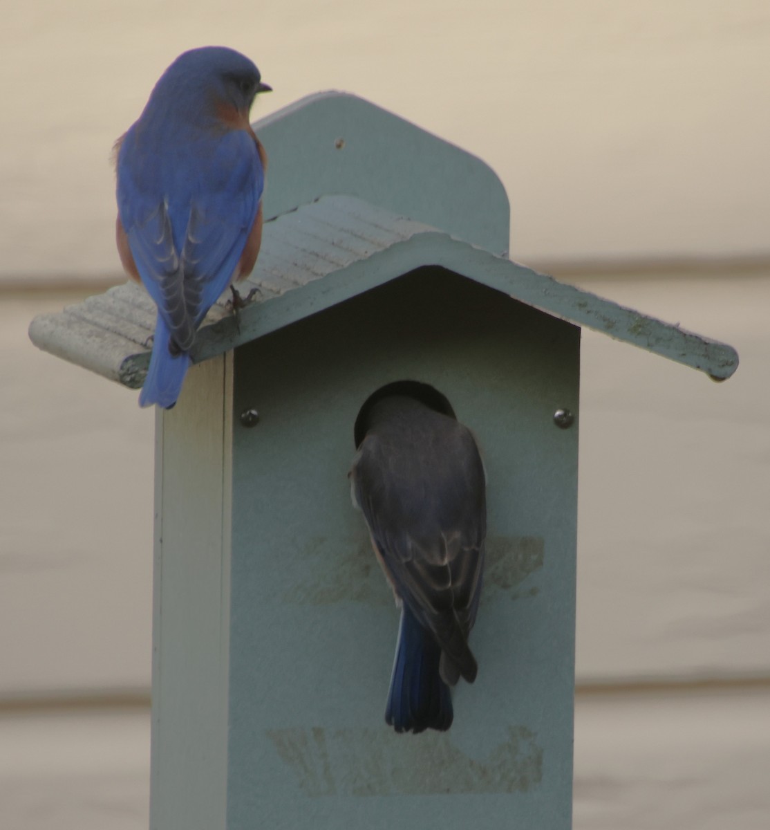 Eastern Bluebird - ML646694885