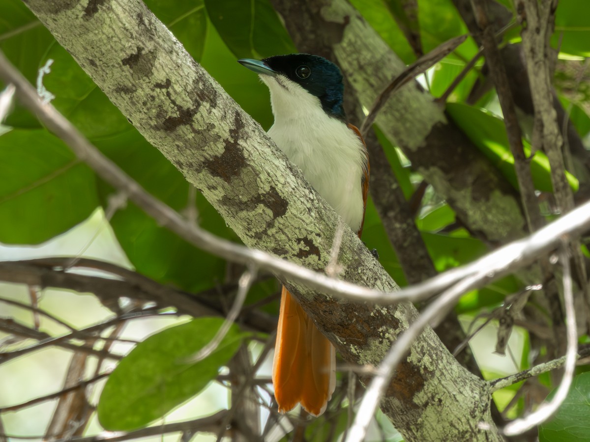 Блестящая миагра - ML646694888