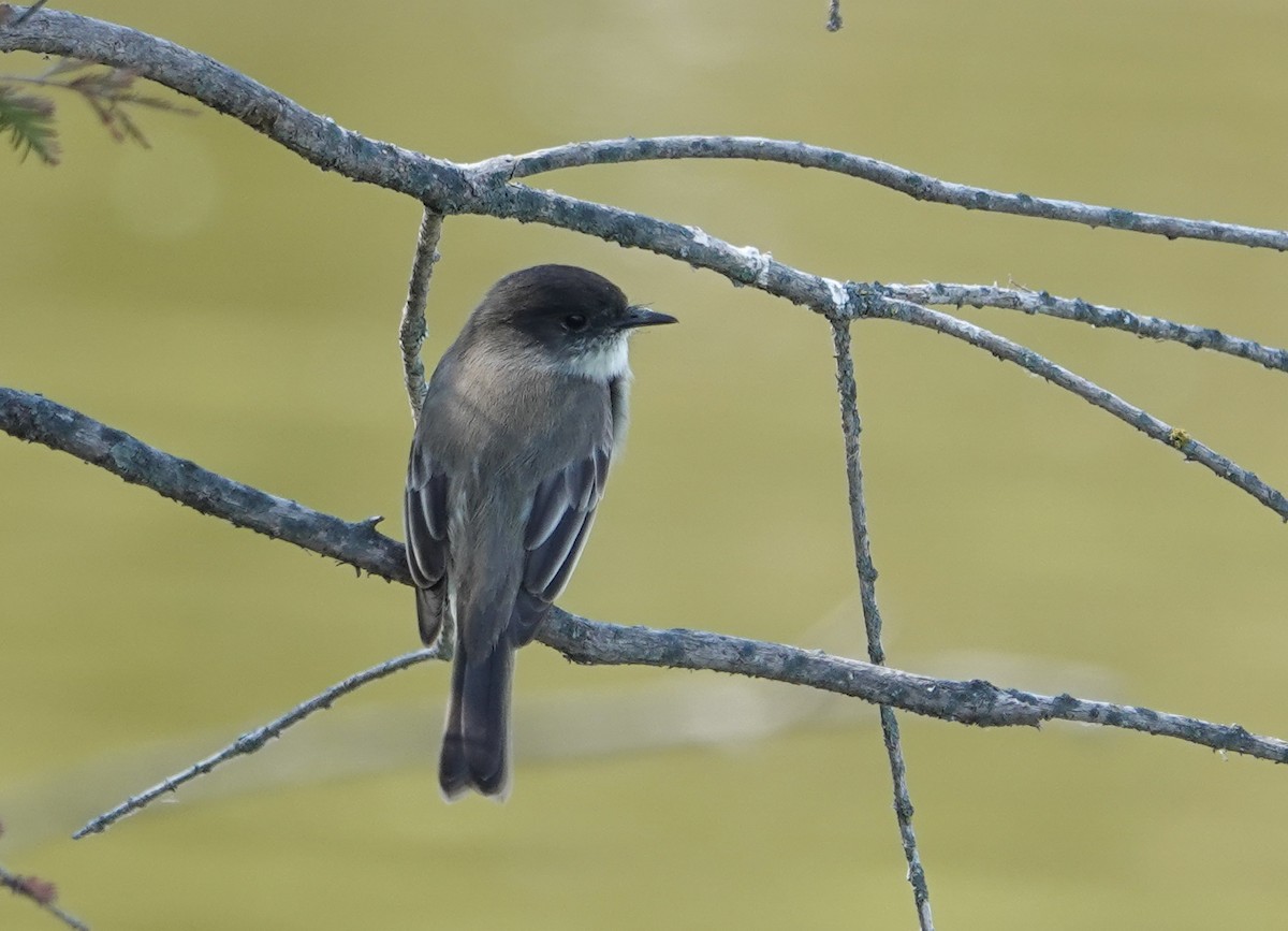 Mosquero Fibí - ML646694892