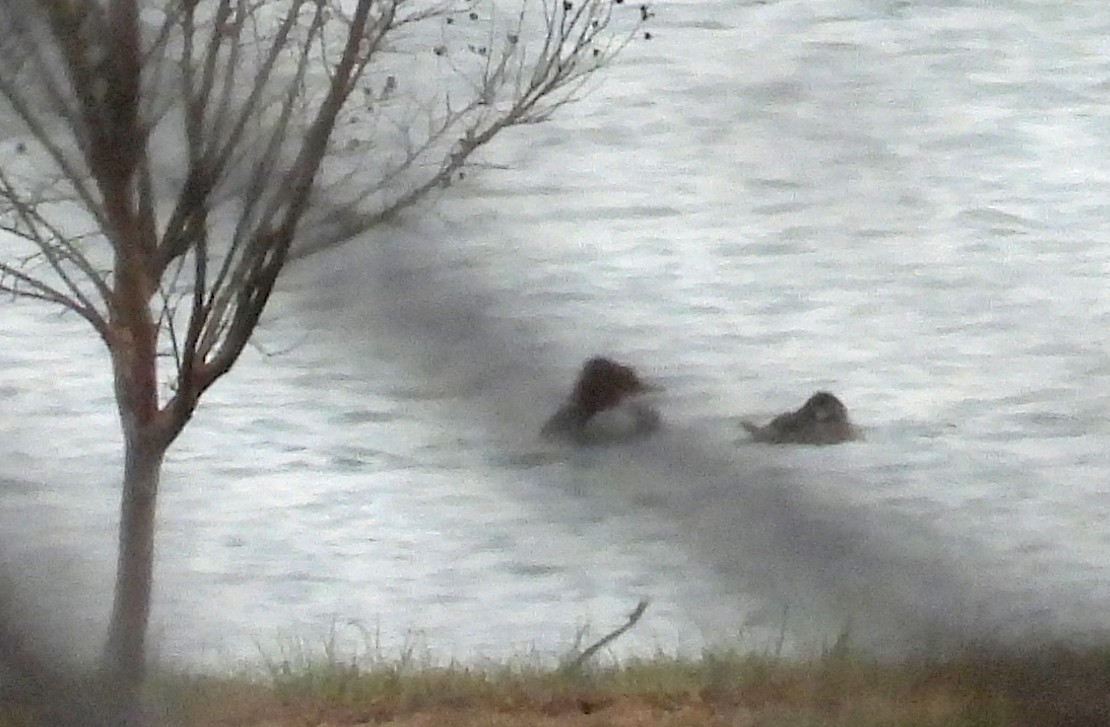 Common Merganser - ML646694894