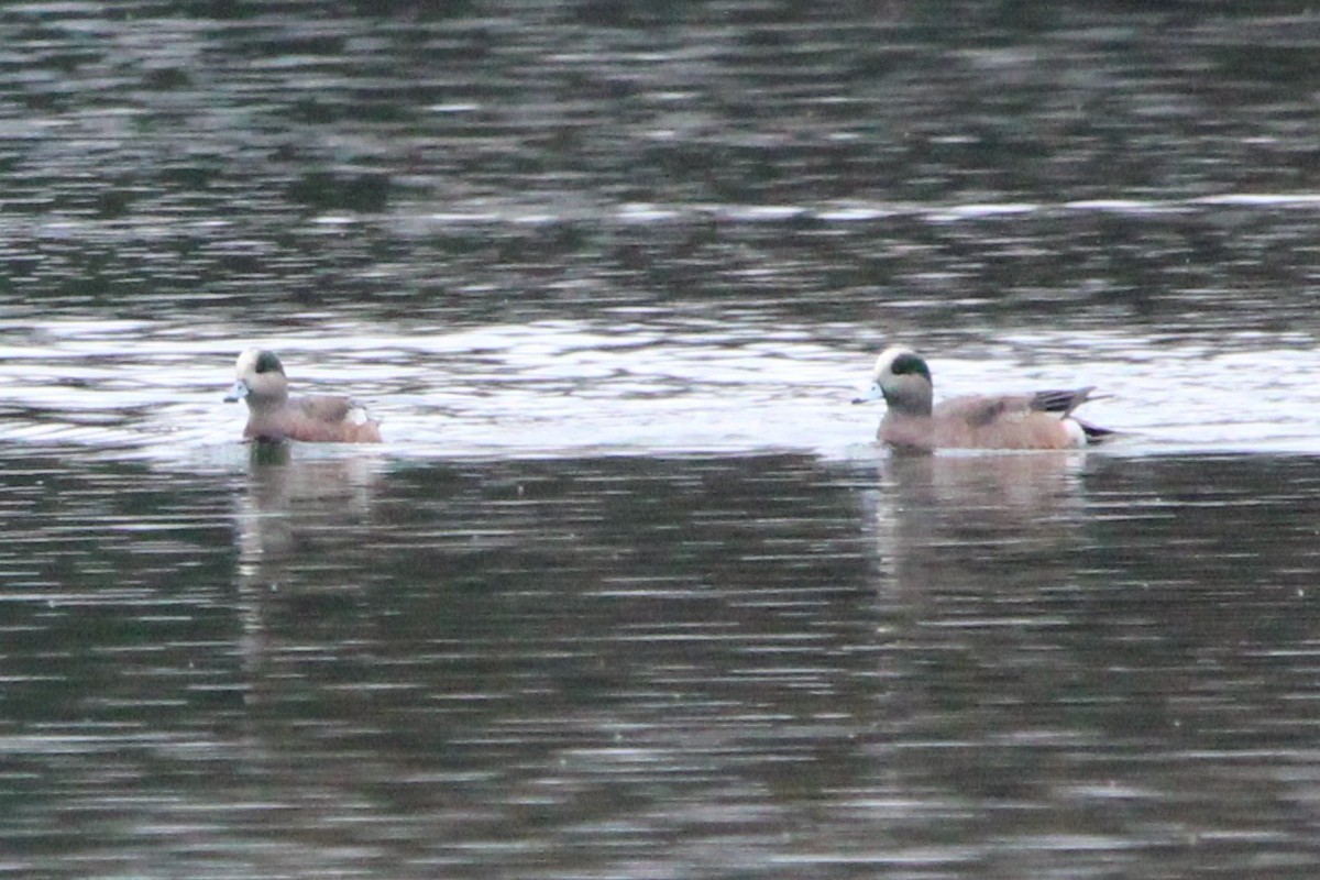 Fischione americano - ML646694895