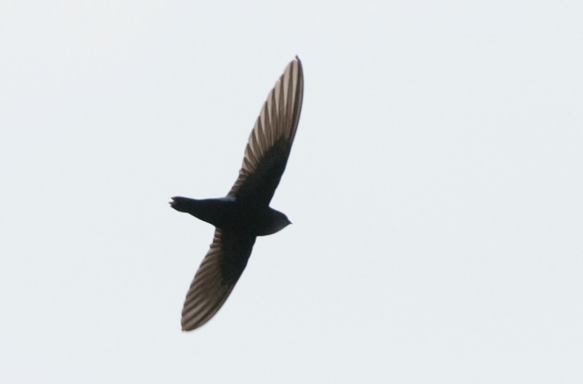 Horus Swift - ML646694905