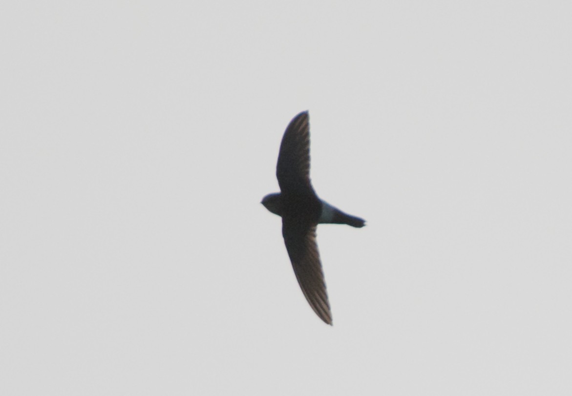 Horus Swift - ML646694906