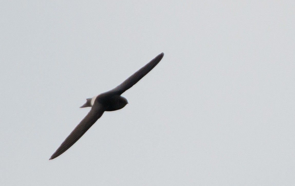 Horus Swift - ML646694907