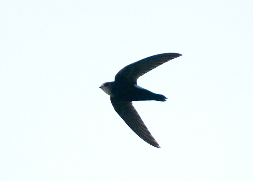 Horus Swift - ML646694909